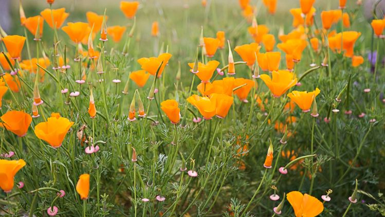 california poppies edit